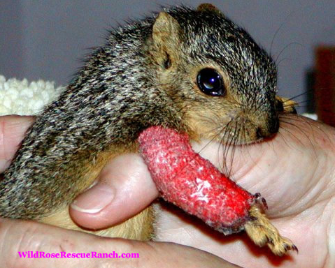 Baby Squirrel With Arm Cast