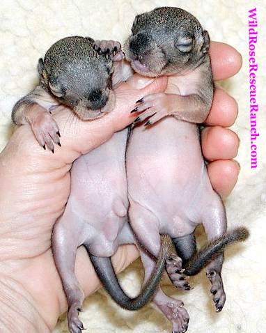 Newborn Squirrels